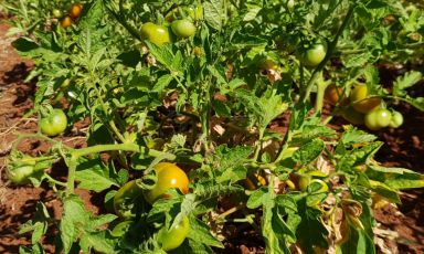 I pomodori di Prim'Orto, nuovo progetto agricolo di Solaika Marrocco, chef del ristorante Primo a Lecce
