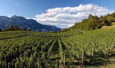 Trentino & Wine: un esordio convincente