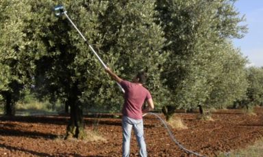 In many cases, olive picking is still done with ancient, traditional, long and demanding methods. Alpha is a tool, created by Luca Di Zio, that could help in this task without forsaking the integrity of the fruits
