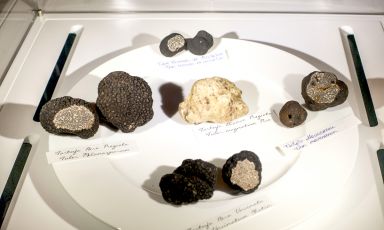 Italy plays a poker of white and black truffles