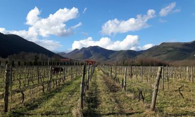 Fattoria Alois: guardare al futuro con il Progetto Cru per promuovere la varietà di terreni e vini in Alta Campania