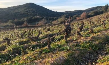 Le vigne storiche di Bentu Luna: le piante possono arrivare anche a 115 anni di età
