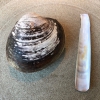The Mahogany clam is a centennial clam from the North Sea, very popular in Denmark and Iceland. «You can tell the age by the number of rings, like with trees», says Redzepi, «In 2007 they found one that was 450 years old. We’ve had it in the menu for a decade or so». The razor clam shell serves as teaspoon
