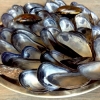 Blue mussels and celery: cozze e sedano. Solo due sono quelle buone
