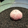 La remolacha que sale de tierra: beetroot sorbet and meringue
