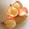 Langoustine, onion and lavender: after the intense sea urchins a great and delicate balance of scents 