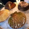 Si compone di due (per due) pezzi: queen clam e mahogany clam
