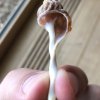 A sea snail toothpick, initially carved by Redzepi himself
