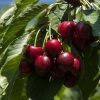 The Best Farm Award goes to Agios Loukas, an agricultural cooperative from Raki, thanks to its high quality cherry production on Mount Olympus. 90% of the production is exported. Tel: +30.235.1098711
