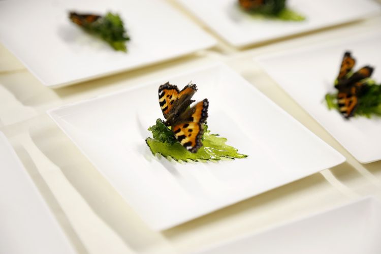 Le farfalle edibili di Munk
