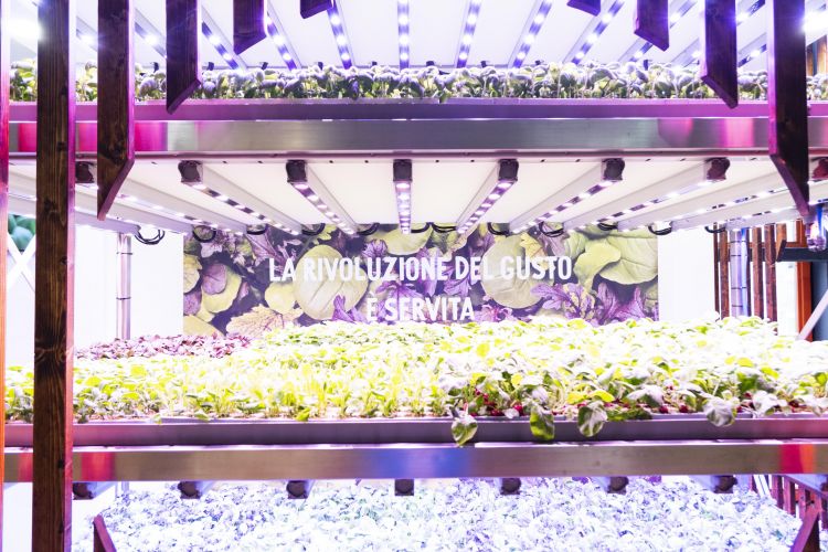 Un sorprendente esempio di vertical farming
