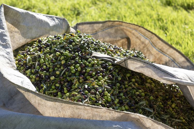 Olive di Sciacca
