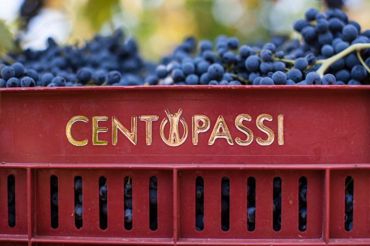 Centopassi è la divisione vino di Libera Terra, c