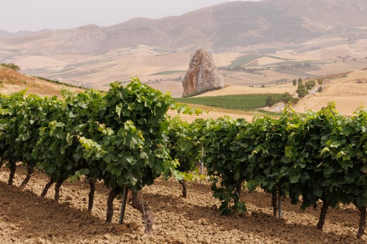 Uno dei vigneti confiscati alle mafie