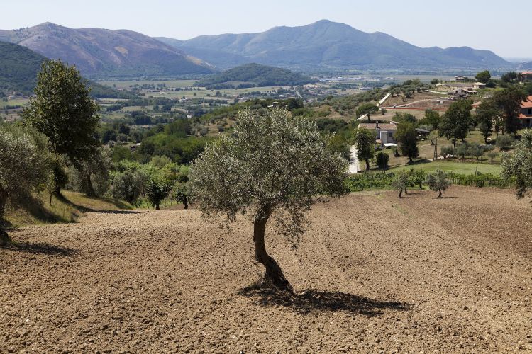 La campagna attorno a Caiazzo. Foto Raffaele Mariniello
