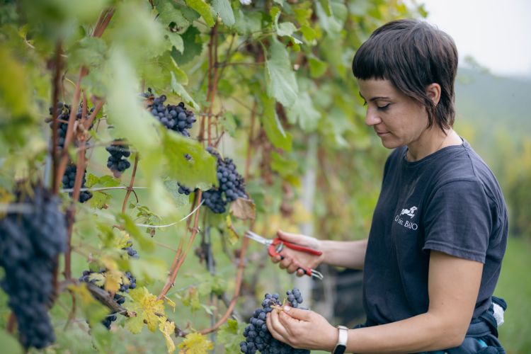Un momento della vendemmia