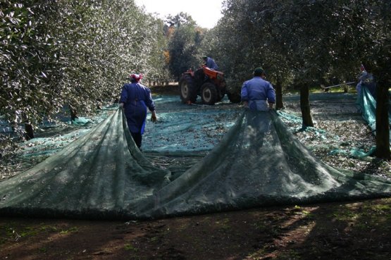 La raccolta delle olive in Calabria, all'Olearia San Giorgio