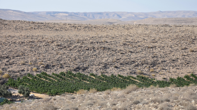 Vineyards at Carmey Avdat Farm, one of the most in