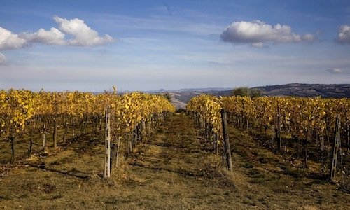 Wineyards in Montalcino (Siena), a town with littl