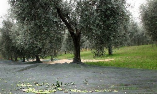 Ulivi e olive a terra nell'azienda Il Brolo di Pat