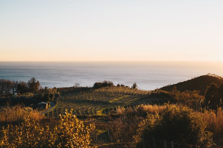 La vista dalle vigne di Cà du Ferrà a Bonassol