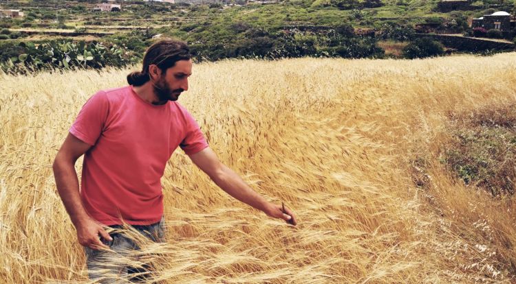 Andrea Blandino nei suoi campi di grano Crusco a P
