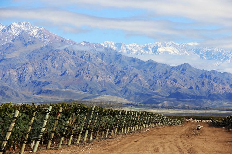 The vineyards of Zuccardi - Valle de Uco, in the 