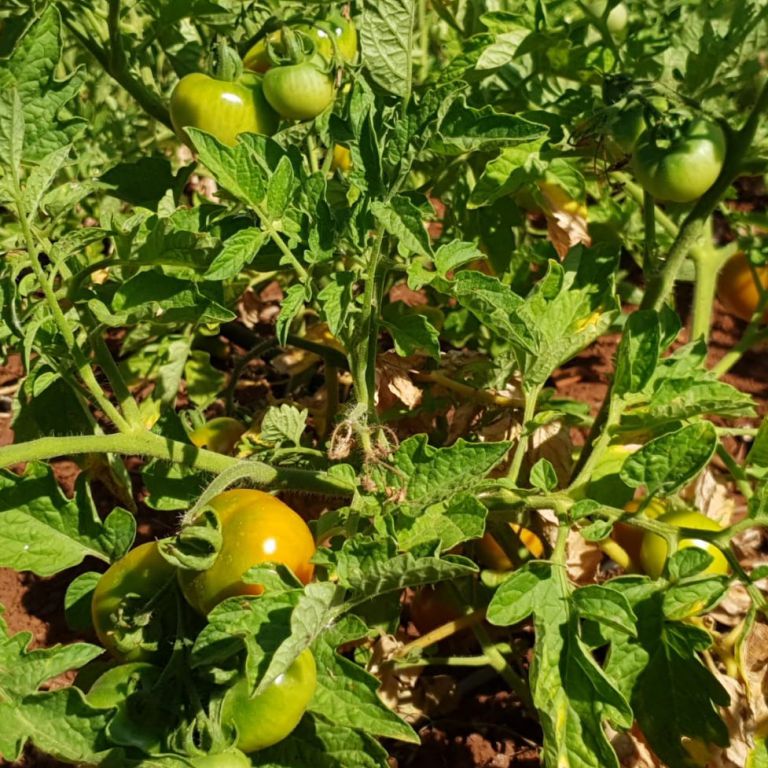 I pomodori di Prim'Orto, nuovo progetto agrico