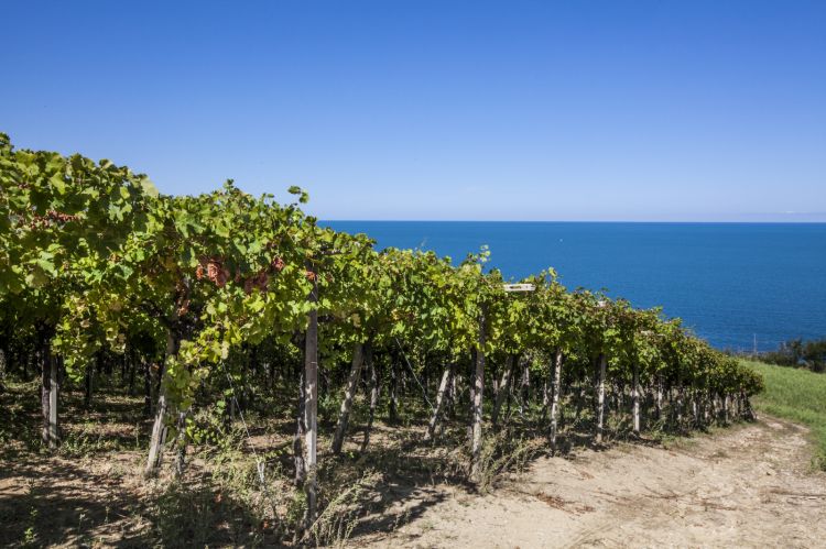 Abruzzo, paesaggio vitato con vista mare
