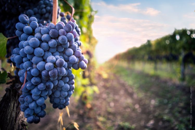 La Cantina Scacciadiavoli si trova sulla strada s