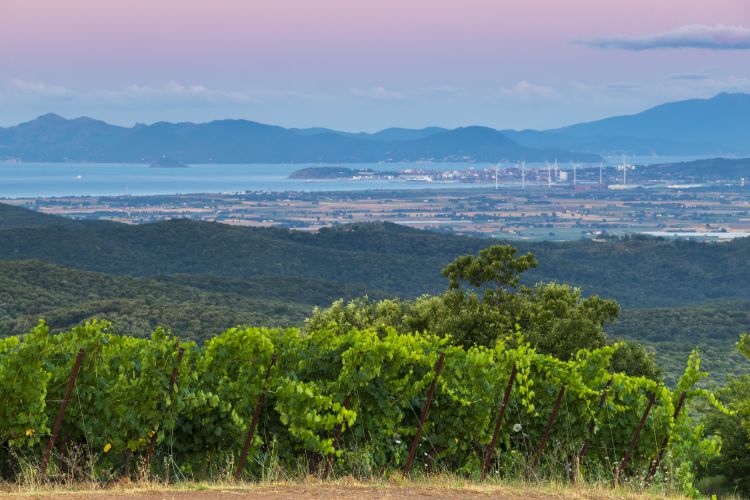 Le vigne di Montebamboli in val di Cornia
