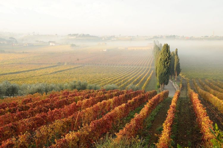 Tipico paesaggio vitato dei Castelli Romani
