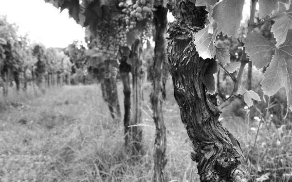 Le vigne  vecchie di Roncus a Capriva del Friul