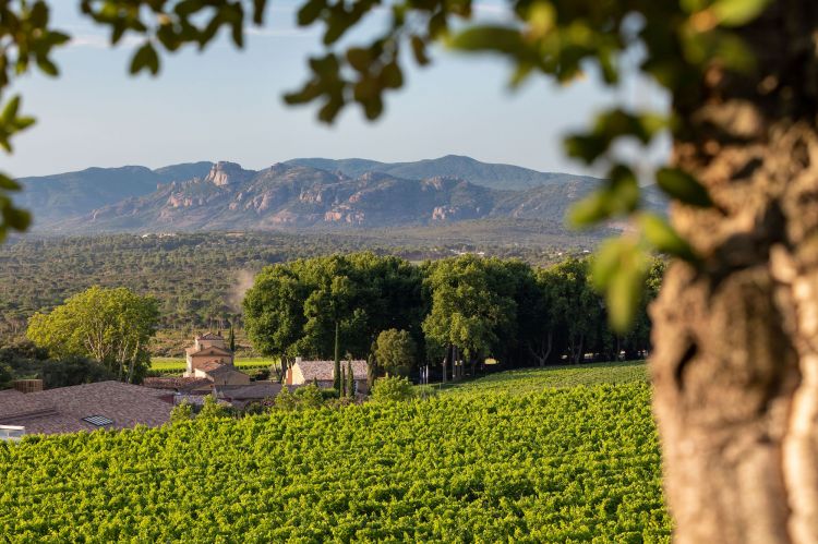 Vigneti di&nbsp;Ch&acirc;teau d'Esclans
