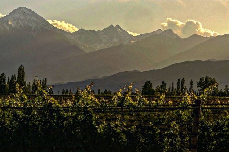 Il vino è paesaggio imbottigliato
