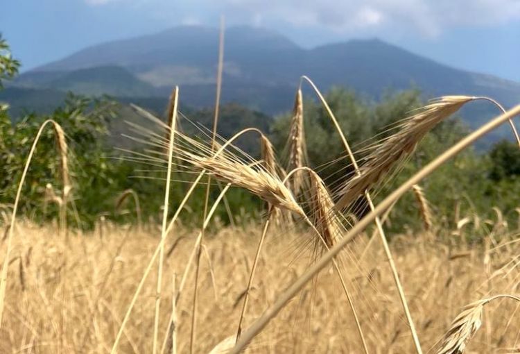 La segale irmana, antica cultivar del territorio 