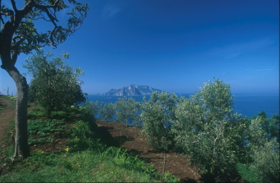 L'azienda agricola Peracciole della famiglia di I