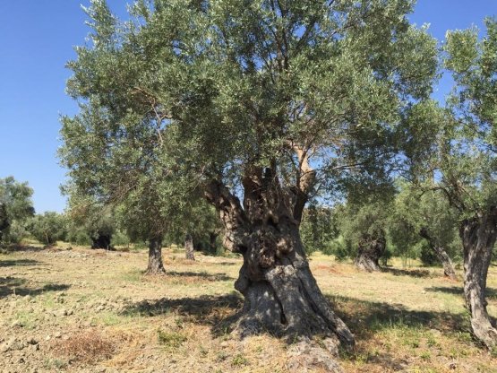 Uno dei tanti ulivi secolari inclusi nella proprietà di Ceraudo