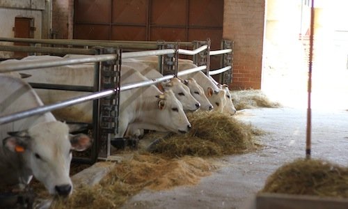 Un allevamento di capi di Razza Piemontese, conos