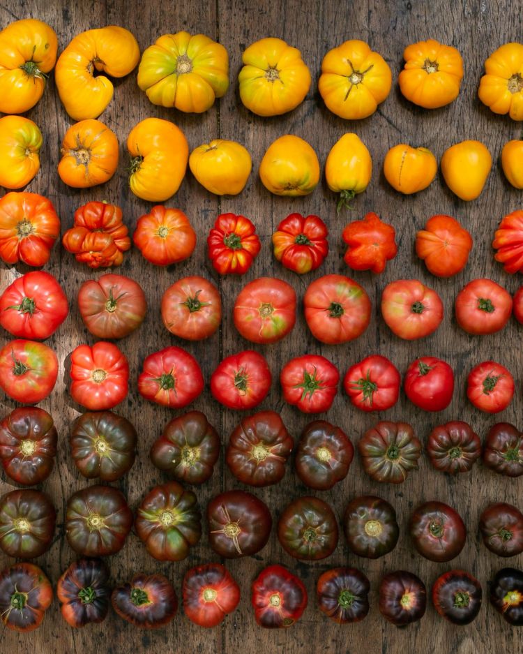 Estate: tutte le sfumature del pomodoro sulla tavola di Don Julio e di El Preferido. Le varietà di pomodoro, tutte di produzione propria - a La Plata - sono coltivate dagli agrochimici dei due ristoranti, negli orti liberi da seme ancestrale e attraverso impollinazione aperta