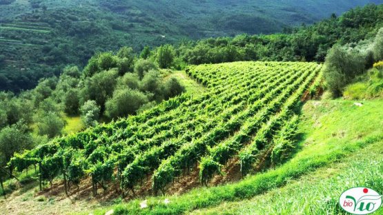 Le vigne di BioVio, di Aimone Vio, scelto come viticoltore dell'anno

