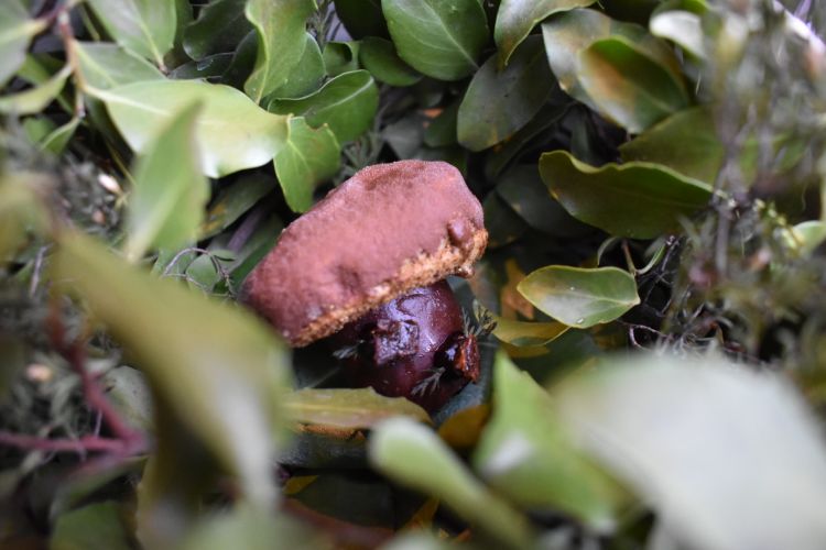 Loyo, alga, maqui. Torniamo per questo dolce, nel Sud del Cile, nella regione dell’Araucanía: si è voluto ricreare un fungo che vi cresce da oltre 160 milioni di anni: il loyo. La testa del fungo è fatta di un sontuoso gelato di loyo caramellizzato, il tronco è fatto con alghe arrostite, ripieno con una crema di maqui (una specie di mirtillo selvatico che cresce su alberi sempreverdi, Chilean wineberry). Anche questo da mangiare con le mani, a piccoli morsi. Una goduria
