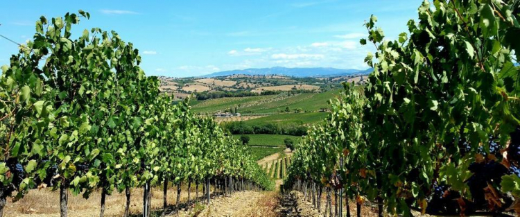 Alcuni dei 600 vigneti della cooperativa