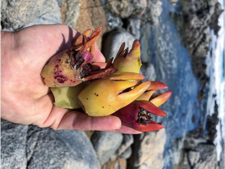 Fragola di mare o più precisamente: Carpobrotus chilenis. Profuma come una fragola, ha il sapore di una fragola, ma con una spiccata salinità.  Un esempio delle specie endemiche che utilizza Guzman per comporre il suo menù. Foto: dal profilo instagram dello chef Guzman
