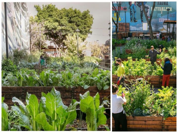 Huerta Luna de Enfrente
L’amore di Pablo Rivero per il barrio (il quartiere) e l’ossessione di Guido Tassi per orto e prodotto, hanno da poco dato vita anche a un terzo progetto: un orto urbano, ad appena due cuadras da Don Julio, che ha trasformato una piazza degradata e problematica della zona, in uno spazio condiviso da tutta la comunità in cui vengono piantate, coltivate e raccolte verdure destinate a mense sociali e scolastiche. I vicini del quartiere sono apertamente invitati ad avvicinarsi alla Huerta Luna de Enfrente (dal nome della piazza, che a sua volta è battezzata da una poesia di Jorge Luis Borges) e a prendere parte alle varie attività - semina, raccolta, travasi - in un progetto che nutre - letteralmente - la comunità