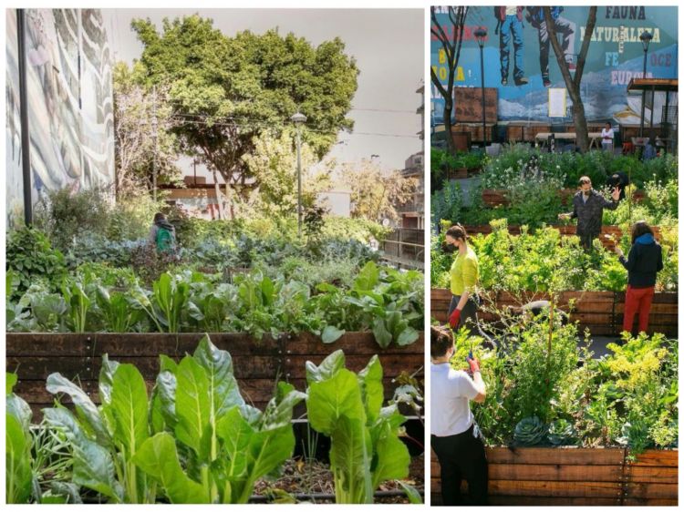 Huerta Luna de Enfrente
L’amore di Pablo Rivero per il barrio (il quartiere) e l’ossessione di Guido Tassi per orto e prodotto, hanno da poco dato vita anche a un terzo progetto: un orto urbano, ad appena due cuadras da Don Julio, che ha trasformato una piazza degradata e problematica della zona, in uno spazio condiviso da tutta la comunità in cui vengono piantate, coltivate e raccolte verdure destinate a mense sociali e scolastiche. I vicini del quartiere sono apertamente invitati ad avvicinarsi alla Huerta Luna de Enfrente (dal nome della piazza, che a sua volta è battezzata da una poesia di Jorge Luis Borges) e a prendere parte alle varie attività - semina, raccolta, travasi - in un progetto che nutre - letteralmente - la comunità
