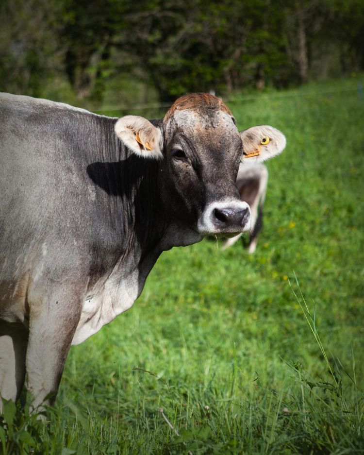 Mucca di razza Grigio Alpina
