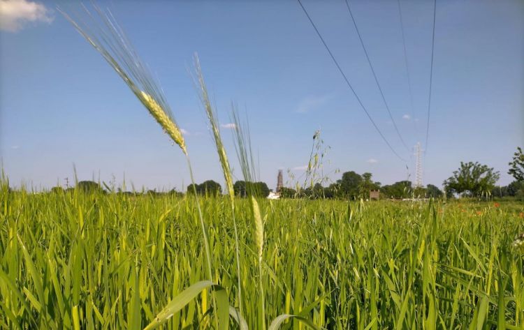 The fields of wheat in Chiaravalle
