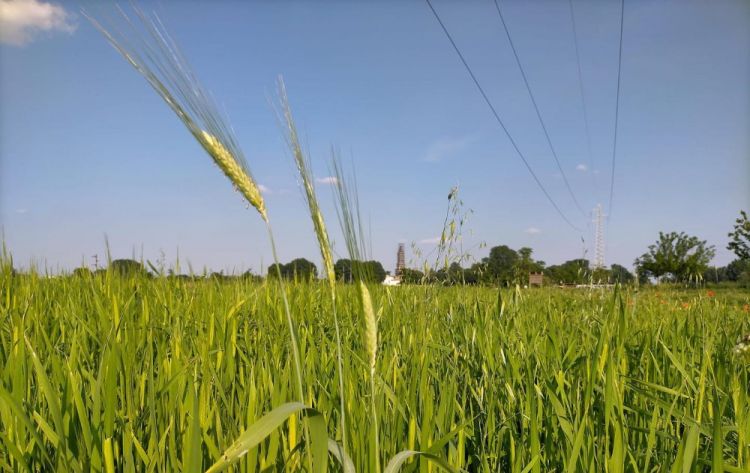 The fields of wheat in Chiaravalle
