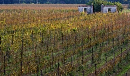 Villa Job’s vineyards in Pozzuolo del Friuli (Ud